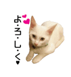 黒猫さんと白猫さん（個別スタンプ：13）