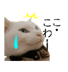 黒猫さんと白猫さん（個別スタンプ：14）
