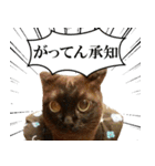 黒猫さんと白猫さん（個別スタンプ：15）