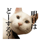 黒猫さんと白猫さん（個別スタンプ：17）