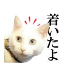 黒猫さんと白猫さん（個別スタンプ：18）