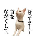 黒猫さんと白猫さん（個別スタンプ：19）