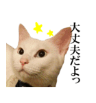 黒猫さんと白猫さん（個別スタンプ：20）