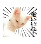 黒猫さんと白猫さん（個別スタンプ：24）