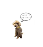 我が家の愛犬ルックさん（個別スタンプ：4）