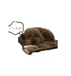 我が家の愛犬ルックさん（個別スタンプ：6）