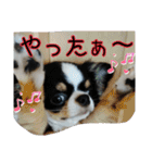 かるびDx（個別スタンプ：1）