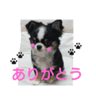 かるびDx（個別スタンプ：8）