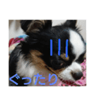 かるびDx（個別スタンプ：9）
