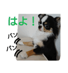 かるびDx（個別スタンプ：16）