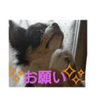 かるびDx（個別スタンプ：17）