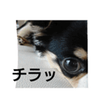かるびDx（個別スタンプ：18）