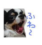 かるびDx（個別スタンプ：20）