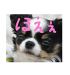 かるびDx（個別スタンプ：21）