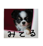 かるびDx（個別スタンプ：24）