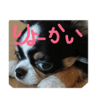 かるびDx（個別スタンプ：38）