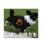 かるびDx（個別スタンプ：40）