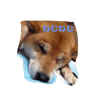 柴犬こたろう2（個別スタンプ：1）