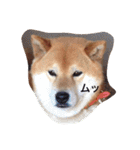 柴犬こたろう2（個別スタンプ：2）