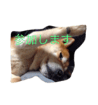 柴犬こたろう2（個別スタンプ：4）