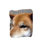 柴犬こたろう2（個別スタンプ：5）