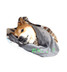 柴犬こたろう2（個別スタンプ：6）