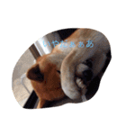 柴犬こたろう2（個別スタンプ：7）