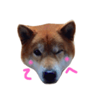 柴犬こたろう2（個別スタンプ：8）