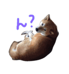 柴犬こたろう2（個別スタンプ：9）