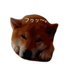 柴犬こたろう2（個別スタンプ：10）