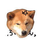 柴犬こたろう2（個別スタンプ：11）