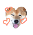 柴犬こたろう2（個別スタンプ：12）
