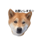 柴犬こたろう2（個別スタンプ：13）