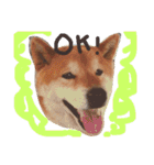 柴犬こたろう2（個別スタンプ：14）