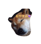 柴犬こたろう2（個別スタンプ：16）