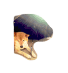 柴犬こたろう2（個別スタンプ：17）