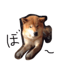 柴犬こたろう2（個別スタンプ：18）