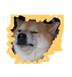 柴犬こたろう2（個別スタンプ：20）
