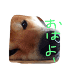 柴犬こたろう2（個別スタンプ：21）