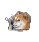 柴犬こたろう2（個別スタンプ：22）