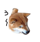 柴犬こたろう2（個別スタンプ：23）