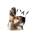 柴犬こたろう2（個別スタンプ：24）