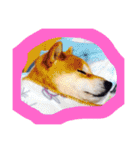 柴犬こたろう2（個別スタンプ：25）