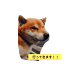 柴犬こたろう2（個別スタンプ：26）