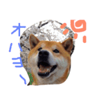 柴犬こたろう2（個別スタンプ：27）