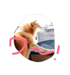 柴犬こたろう2（個別スタンプ：28）