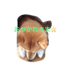 柴犬こたろう2（個別スタンプ：29）