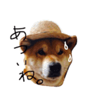 柴犬こたろう2（個別スタンプ：30）