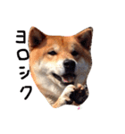 柴犬こたろう2（個別スタンプ：31）