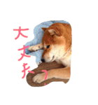 柴犬こたろう2（個別スタンプ：32）